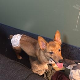 Pembroke Welsh Corgi puppies from Moonrise