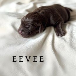Eevee - Chocolate female Dilute Retriever puppy in Susanville, California from Bitterbrush Farm & Apiary