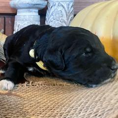 Bordoodle Puppies from Nighthawk Bordoodles