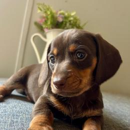 Prince Harry - Chocolate and tan male Dachshund puppy in Aiken, South Carolina from State Eight Dachshunds