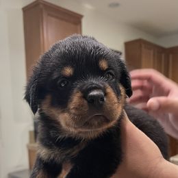 Rottweiler Puppies from GrowlHausRotts