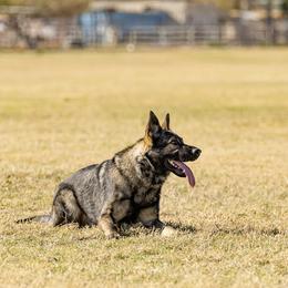 Arrax - German Shepherd