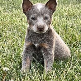 Australian Cattle Dog Puppies from Southern Charm Heelers