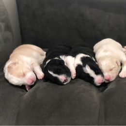 Border Collies from Jessica's Border Collies