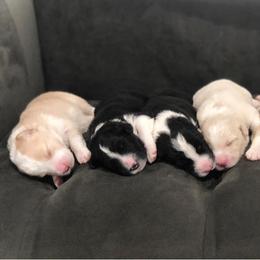 Border Collies from Jessica's Border Collies