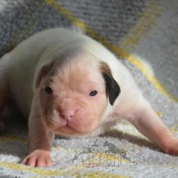 Boon - White female Boxer puppy in Earlsboro, Oklahoma from Lieben Boxers
