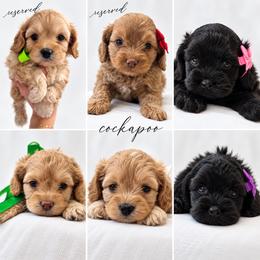 Cavapoo and Cockapoo Puppies from The Barkery