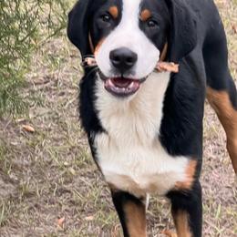 Rugby boy - Black, white and red male Greater Swiss Mountain Dog puppy in Gainesville, Florida from Ambermoon Kooikerhondje Blackamber Greater Swiss Mountain Dogs