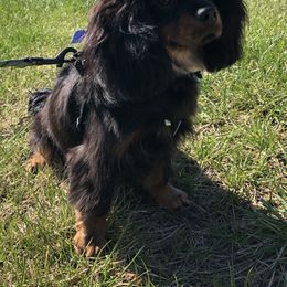 Cavalier King Charles Spaniel and Companion Cross All Grown Up from Bluffroads Cavaliers and Chiliers