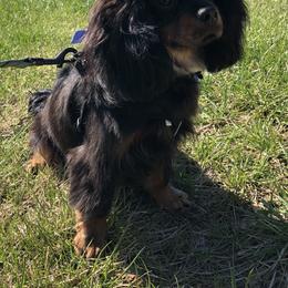 Cavalier King Charles Spaniel and Companion Cross All Grown Up from Bluffroads Cavaliers and Chiliers