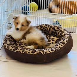 Girl 1 - Sable merle and white female Shetland Sheepdog puppy in Davie, Florida from Enclave