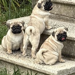 Pug Puppies from Ivyside Pugs
