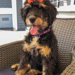 Bernedoodle and Shih Tzu Puppies from Route 66 Poodles & Doodles, Sapphire Shih-tzu's of Ohio