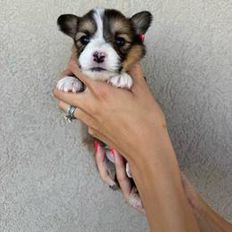 JCoop - Sable male Pembroke Welsh Corgi puppy in Benjamin, Utah from Nuna’s  Corgis