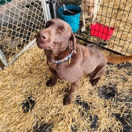 Judge - Labrador Retriever