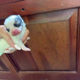 Capri - Black and tan parti female Pomeranian puppy in Paducah, Kentucky from Perennial Poms Pomeranian Breeder