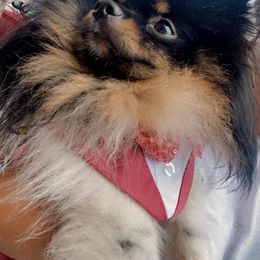 Pomeranian Puppies from Luxury Poms