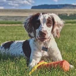 Storm - English Springer Spaniel