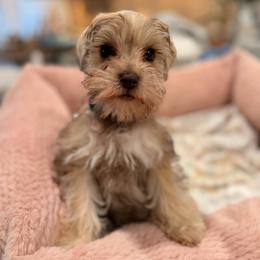 Nico - Liver male Miniature Schnauzer puppy in Orange City, Florida from Xaysha’s Miniature Schnauzers
