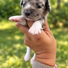 Snickers - Dapple male Dachshund puppy in Jarales, New Mexico from Poker Paws Dachshunds