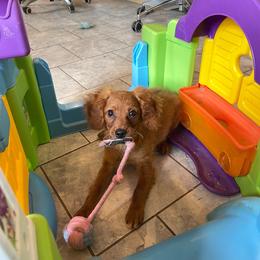 Flapjack - Brown male Cavapoo puppy in Sugarcreek, Ohio from True Hearted Doodles