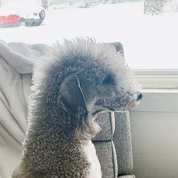 Bedlington Terriers from Kim bedlingtons
