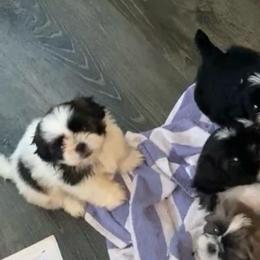 Snuggles - Tricolor male Shih Tzu puppy in Riverhead, New York from Eastern Long Island Shih Tzu