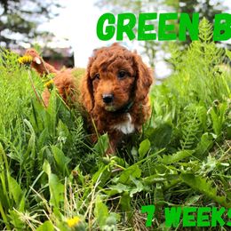 Green Boy - Red  Goldendoodle puppy in Anchorage, Alaska from Lindsey Family Doodles
