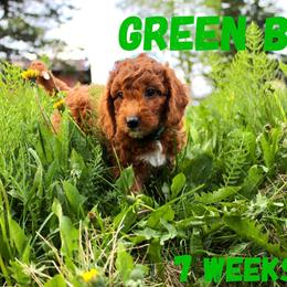 Green Boy - Red  Goldendoodle puppy in Anchorage, Alaska from Lindsey Family Doodles