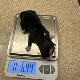 Black tri male 2 - Black tri male Miniature Australian Shepherd puppy in Ferndale, Montana from Beartooth Mountain Minis