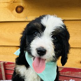 Pier - Tri-color male Bernedoodle puppy in Allegan, Michigan from Sand Creek Bernedoodles