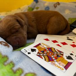 Jack - Yellow male Labrador Retriever puppy in Melrose, New Mexico from ECMO Farm Dalmatians & Labrador Retrievers