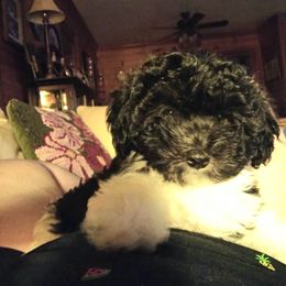 Havanese Puppies from Endearing Havanese