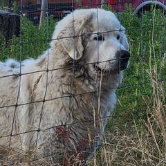 Harvey - Polish Tatra Sheepdog