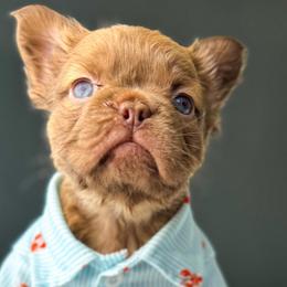Mango - Fawn male French Bulldog puppy in Porter, Texas from Whatabulldog