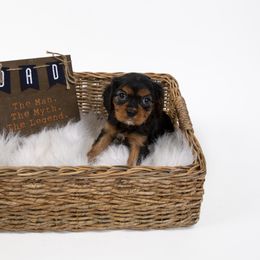 Cavalier King Charles Spaniel Puppies from Colorful Cavaliers
