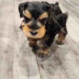 Odie - Black and silver male Miniature Schnauzer puppy in Brigham, Utah from Onesmallschnauzer