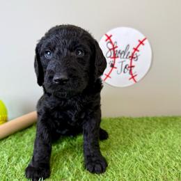 Shoeless Joe - Black male Labradoodle puppy in Adams, Nebraska from Boxcar Doodles and Poodles