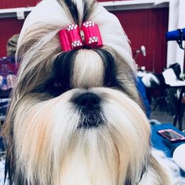 Shih Tzus from Palaquin