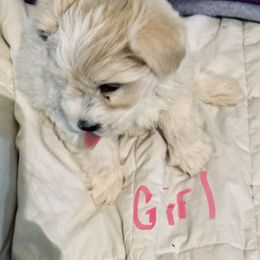 Miniature Schnauzer Puppies from Her Mini Schnauzer’s by MizMarilynP