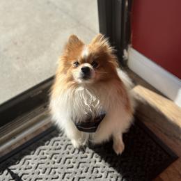 Finn - Pomeranian