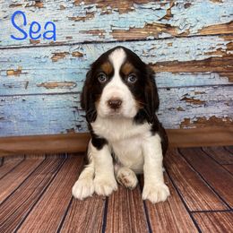 Sea - English Springer Spaniel puppy in Pine Island, Minnesota from Country Breeze Springer Spaniels