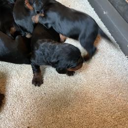 Girl 2 - Black and tan female Gordon Setter puppy in Gordonville, Pennsylvania from Blue Ribbon Setters