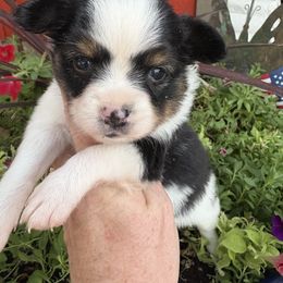Blanche (purple) - White black and tan female Papillon puppy in Chattanooga, Oklahoma from Lottie Dottie Scottie’s and Papillons