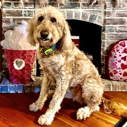 Charming - Goldendoodle