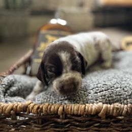 German Shorthaired Pointer Puppies from Bequest German Shorthaired Pointers