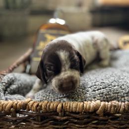 German Shorthaired Pointer Puppies from Bequest German Shorthaired Pointers