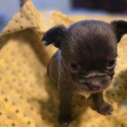 Chihuahua Puppies from The Joyful World of Chihuahuas