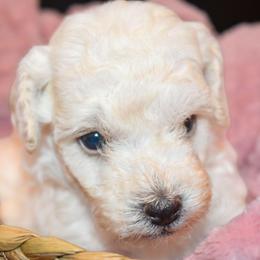 Leo (AKC) - White male Poodle puppy in Rainbow City, Alabama from Misioh Poodles