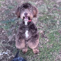 Ledger - Bernedoodle
